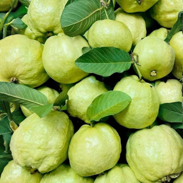Fresh green guava