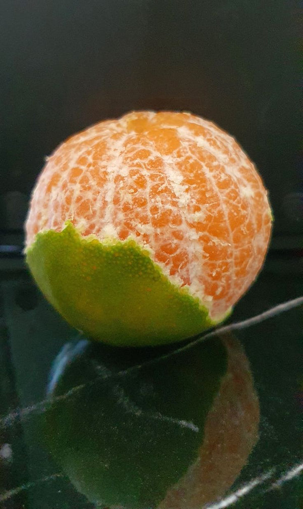 Fresh Orange