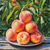 fresh Peaches