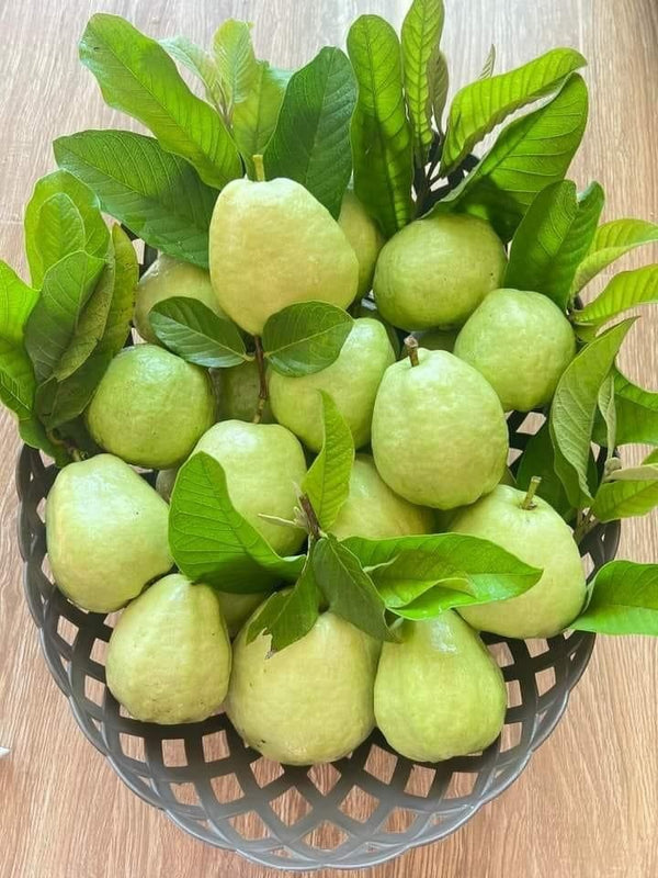 Fresh green guava