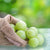 Fresh Amla (Indian Gooseberry) – Nature’s Superfruit